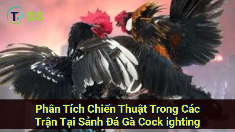 Sảnh Đá Gà Cock ighting: Quy Định & Bí Quyết Thắng Lợi 3 phan-tich-chien-thuat-trong-cac-tran-tai-sanh-da-ga-cock-ighting